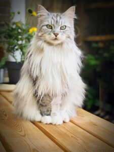 Persian Breed Cat