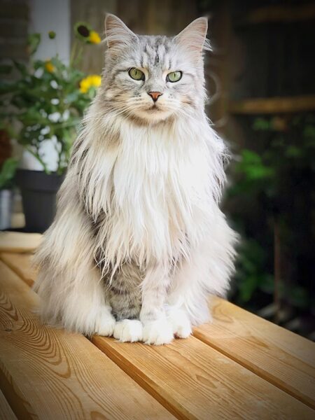Persian Breed Cat